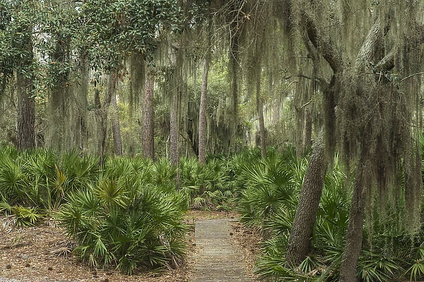 Coastal forest with Spanish moss (Tillandsia usneoides) growing upon Southern Live Oak