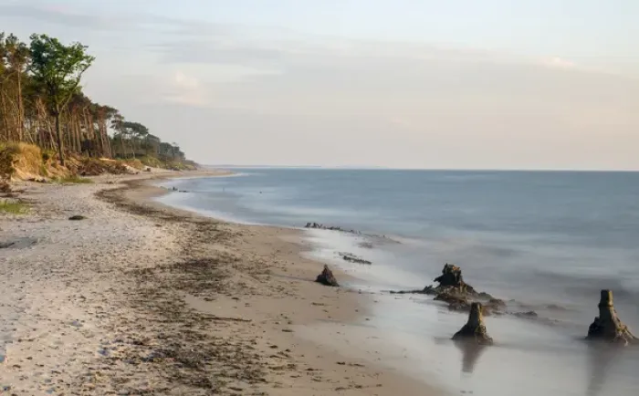 Framed Print : Coastal forest at the Weststrand (western beach) on the Darss Peninsula