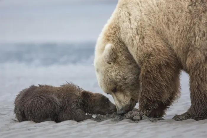 Framed Print : Coastal Grizzly bear cub (ursus arctos) begs for a clam from its mother. Lake Clark National Park Framed Print : Coastal Grizzly bear cub (ursus arctos) begs for a clam from its mother. Lake Clark National Park