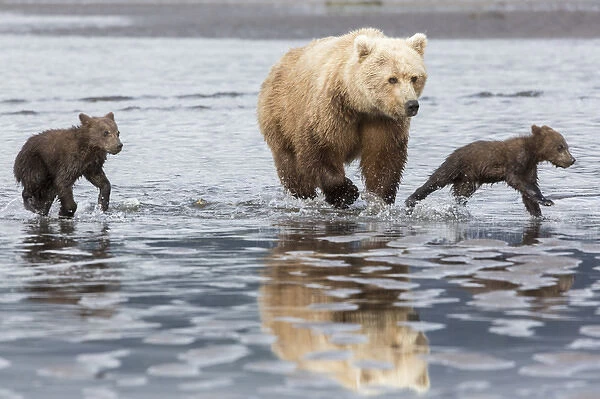 Coastal Grizzly bear (ursus arctos) mother and cubs run across mud flat, Lake Clark National Park