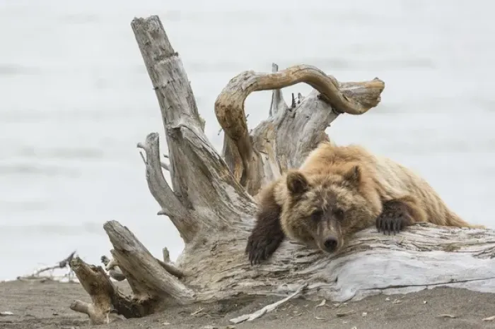 Framed Print : Coastal Grizzly Bear (ursus arctos) Hangs out on a tree stump, Alaska Framed Print : Coastal Grizzly Bear (ursus arctos) Hangs out on a tree stump, Alaska