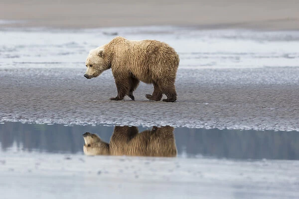Coastal Grizzly bear (ursus arctos horribilis) walks along mud flats, Lake Clark National Park