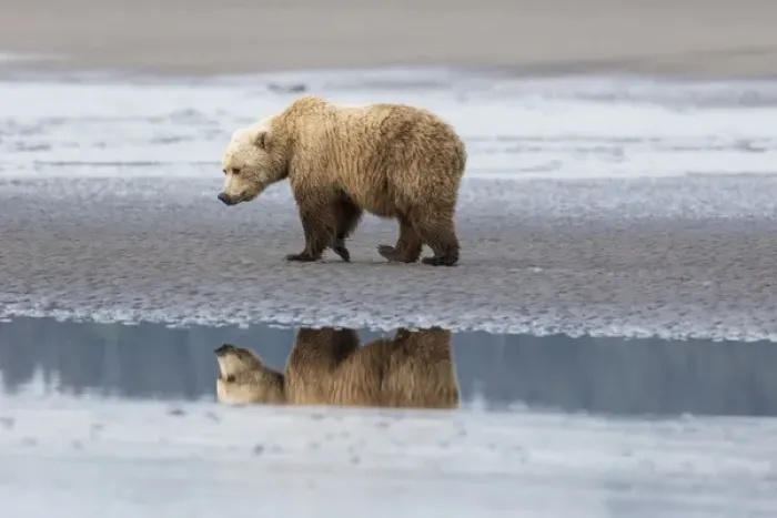 Framed Print : Coastal Grizzly bear (ursus arctos horribilis) walks along mud flats, Lake Clark National Park Framed Print : Coastal Grizzly bear (ursus arctos horribilis) walks along mud flats, Lake Clark National Park