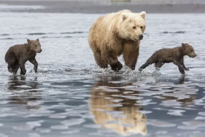 Framed Print : Coastal Grizzly bear (ursus arctos) mother and cubs run across mud flat, Lake Clark National Park Framed Print : Coastal Grizzly bear (ursus arctos) mother and cubs run across mud flat, Lake Clark National Park