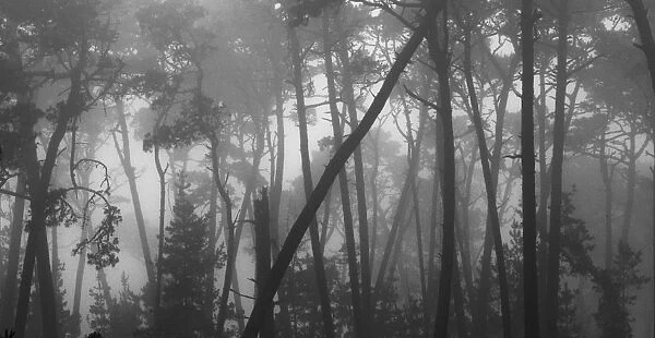 Coastal mist softens the graceful lines of Monterey pines
