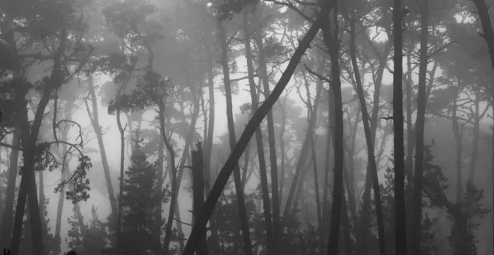 Framed Print : Coastal mist softens the graceful lines of Monterey pines