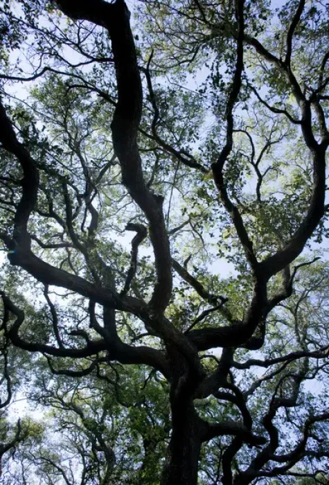 Framed Print : Coastal Oak stands, Big Tree trail, Aransas NWR, Texas
