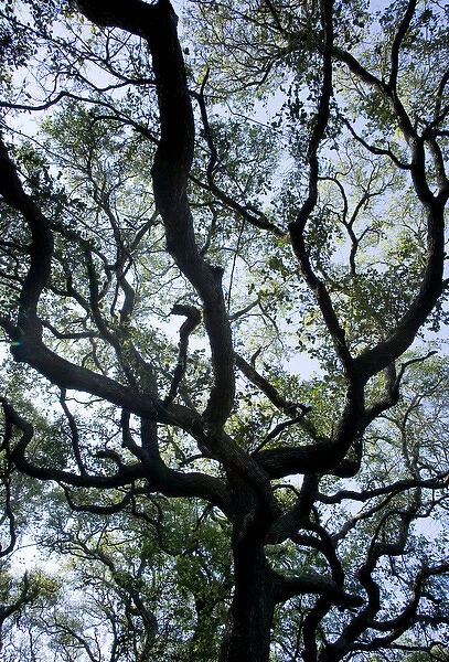 Coastal Oak stands, Big Tree trail, Aransas NWR, Texas