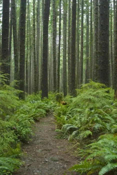 Framed Print : Coastal Temperate Rainforest on Trail to Third Beach, Olympic National Park, Washington Framed Print : Coastal Temperate Rainforest on Trail to Third Beach, Olympic National Park, Washington