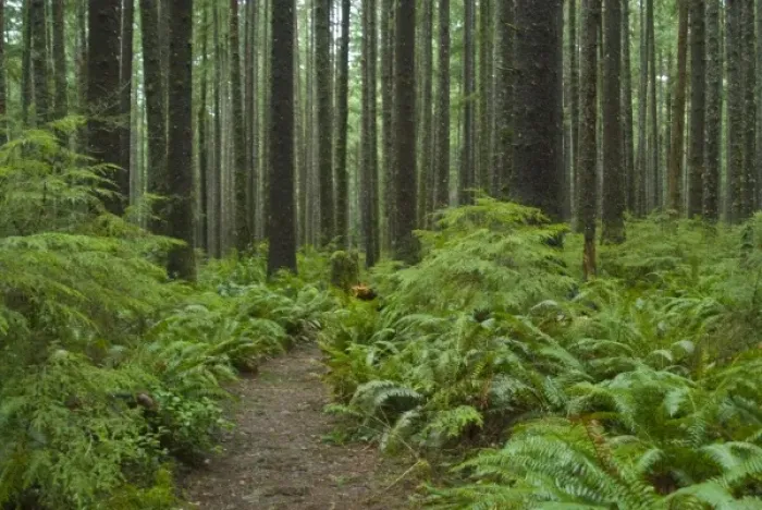 Framed Print : Coastal Temperate Rainforest on Trail to Third Beach, Olympic National Park, Washington Framed Print : Coastal Temperate Rainforest on Trail to Third Beach, Olympic National Park, Washington