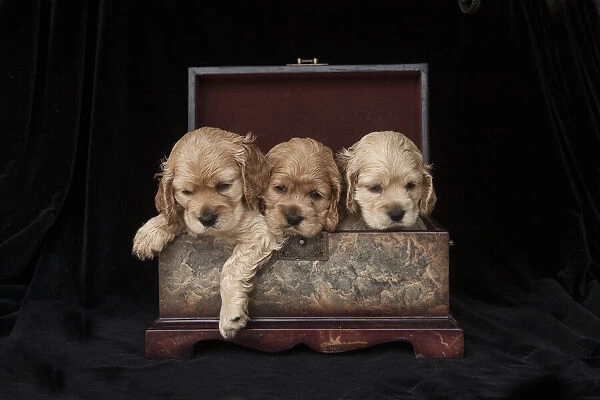 Cocker spaniel puppies in box