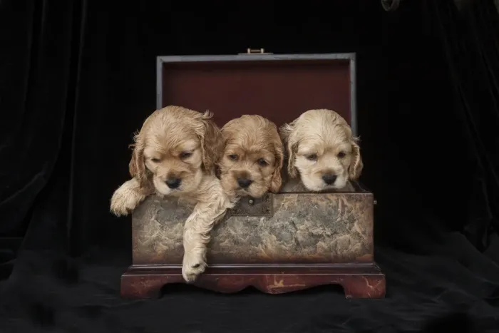 Framed Print : Cocker spaniel puppies in box Framed Print : Cocker spaniel puppies in box