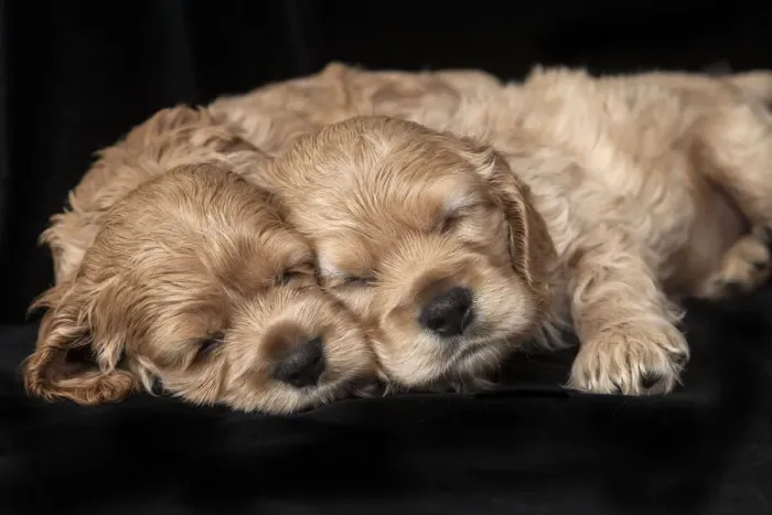 Framed Print : Cocker spaniel puppies sleeping Framed Print : Cocker spaniel puppies sleeping