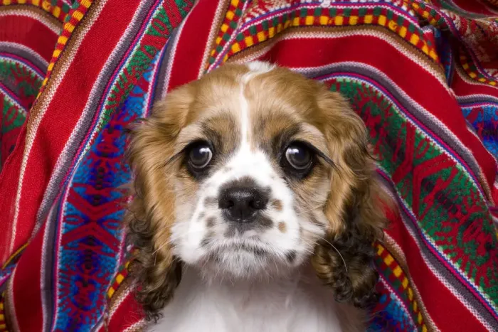 Framed Print : Cocker spaniel puppy and colorful fabric Framed Print : Cocker spaniel puppy and colorful fabric
