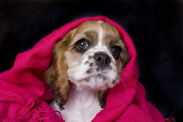 Cocker spaniel puppy covered with blanket