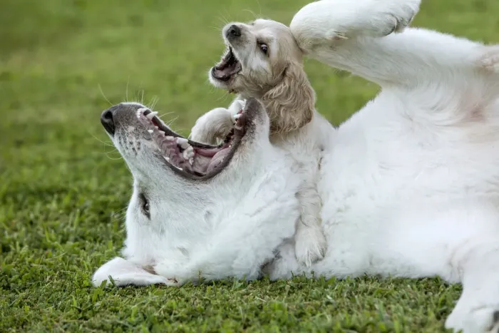 Framed Print : Cocker spaniel puppy and great Pyrenees dogs playing Framed Print : Cocker spaniel puppy and great Pyrenees dogs playing