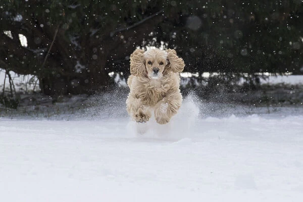 Cocker spaniel running in snow
