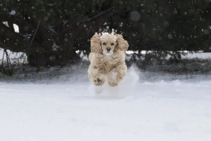 Framed Print : Cocker spaniel running in snow Framed Print : Cocker spaniel running in snow
