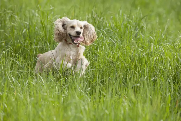 Framed Print : Cocker spaniel running in tall grass