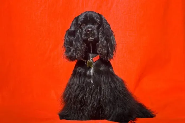Framed Print : Cocker Spaniel sitting against red background with red collar Framed Print : Cocker Spaniel sitting against red background with red collar