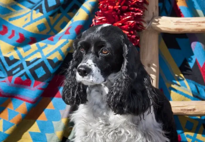Framed Print : Cocker Spaniel sitting on a Southwestern blanket Framed Print : Cocker Spaniel sitting on a Southwestern blanket