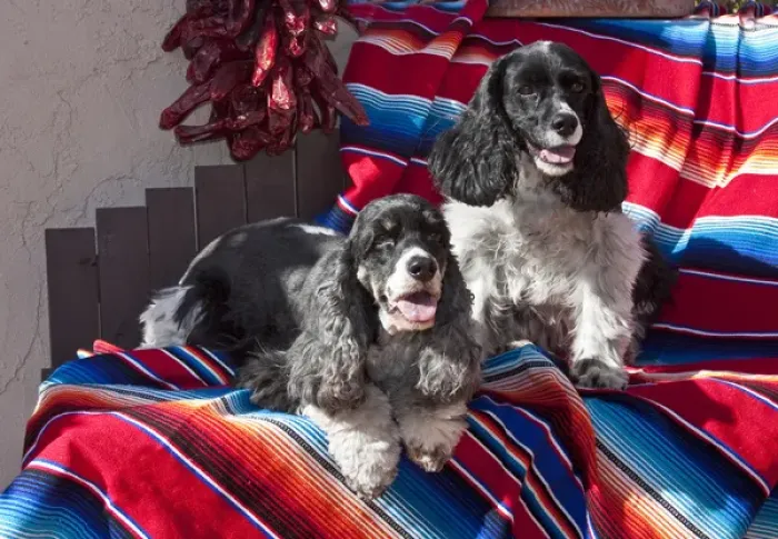 Framed Print : Two Cocker Spaniels together on a Mexican blanket