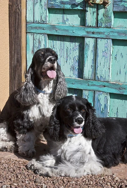 Two Cocker Spaniels in front of an old Southwestern stlye doorway