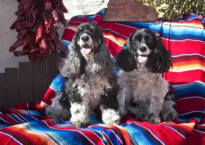Framed Print : Two Cocker Spaniels sitting on a Mexican blanket Framed Print : Two Cocker Spaniels sitting on a Mexican blanket