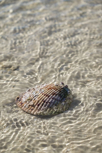 Cockle shell in the water, Honeymoon Island State Park, Dunedin, Florida, USA