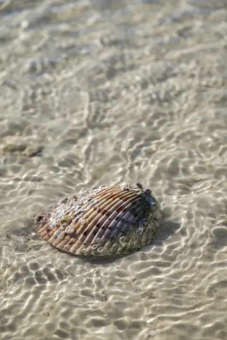Framed Print : Cockle shell in the water, Honeymoon Island State Park, Dunedin, Florida, USA Framed Print : Cockle shell in the water, Honeymoon Island State Park, Dunedin, Florida, USA