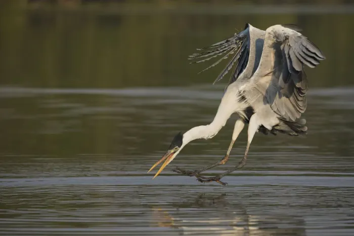 Framed Print : Cocoi Heron pouncing Framed Print : Cocoi Heron pouncing