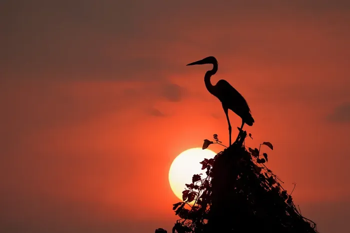 Framed Print : Cocoi heron, silhouetted at sunset, Mato Grosso, Pantanal, Brazil, South America