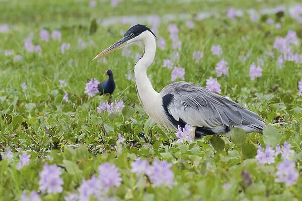 Cocoi Heron stalking through the flowering wetlands