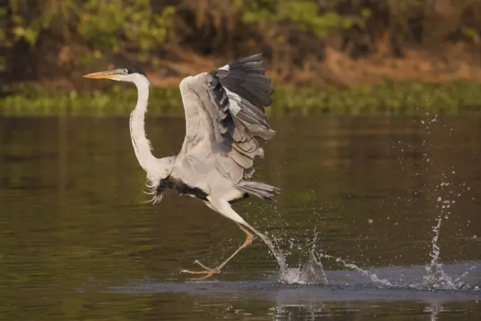 Framed Print : Cocoi Heron, walking on water Framed Print : Cocoi Heron, walking on water