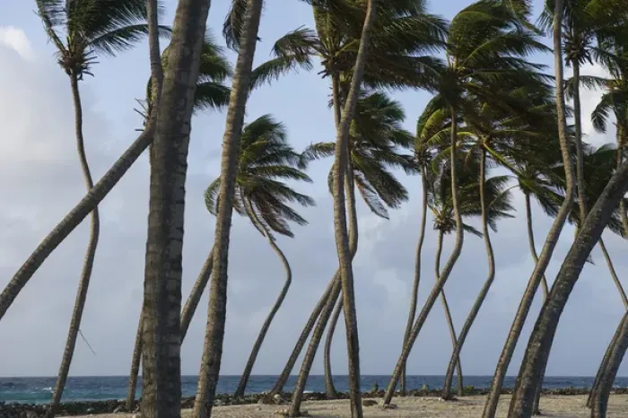 Framed Print : Coconut Palm (Cocos nucifera), Halfmoon Caye, Lighthouse Reef Atoll, BELIZE, Central Framed Print : Coconut Palm (Cocos nucifera), Halfmoon Caye, Lighthouse Reef Atoll, BELIZE, Central