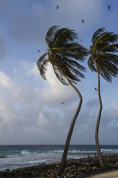 Coconut Palm (Cocos nucifera) & Magnificent Frigatebird (Fregata magnificens), Halfmoon Caye