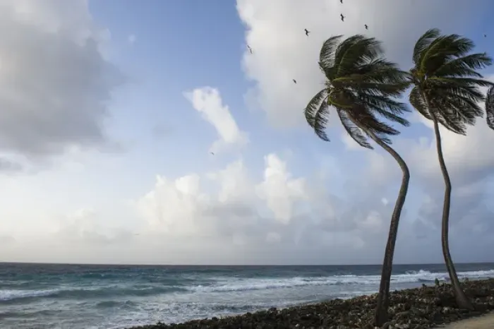 Framed Print : Coconut Palm (Cocos nucifera) & Magnificent Frigatebird (Fregata magnificens), Halfmoon Caye Framed Print : Coconut Palm (Cocos nucifera) & Magnificent Frigatebird (Fregata magnificens), Halfmoon Caye