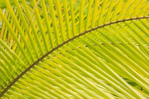 Coconut Palm Fronds, Honduras, Central America