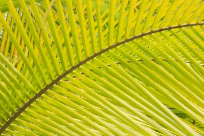 Framed Print : Coconut Palm Fronds, Honduras, Central America