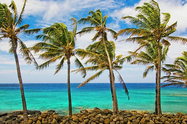 Coconut palm trees (Cocos nucifera) swaying in tropical breeze on Hawaiian coast