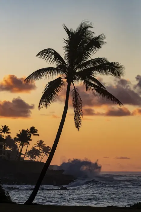 Framed Print : Coconut palm trees silhouetted against vivid sunrise clouds at Poipu Beach in Kauai Framed Print : Coconut palm trees silhouetted against vivid sunrise clouds at Poipu Beach in Kauai
