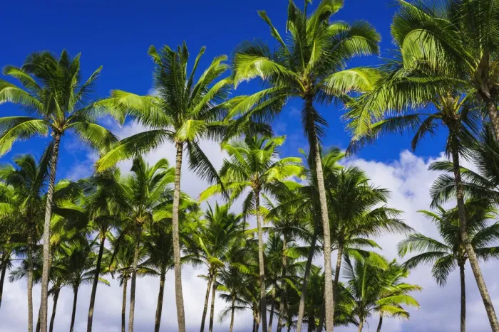 Framed Print : Coconut palms, Kapaa, Kauai, Hawaii, USA Framed Print : Coconut palms, Kapaa, Kauai, Hawaii, USA
