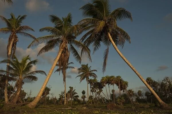 Coconut Palms on Shoreline, Punta Gruesa, Mahahual Penninsula, South Yucatan Peninsula