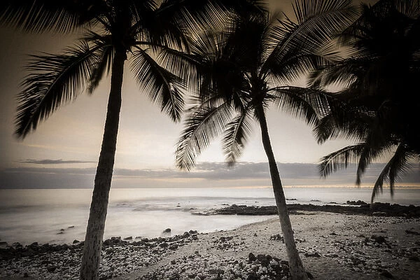 Coconut palms and surf at dusk, Kailua-Kona, Hawaii, USA
