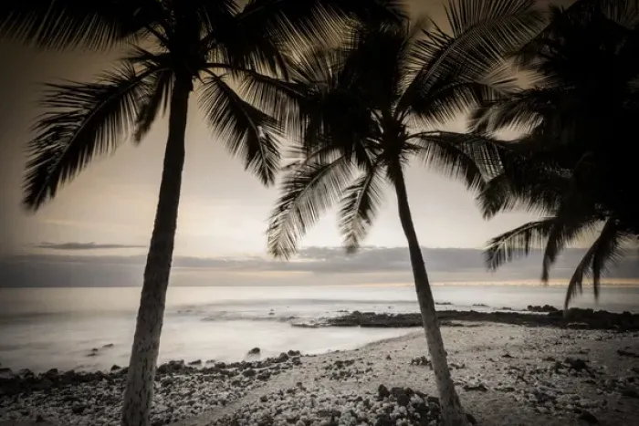 Framed Print : Coconut palms and surf at dusk, Kailua-Kona, Hawaii, USA Framed Print : Coconut palms and surf at dusk, Kailua-Kona, Hawaii, USA