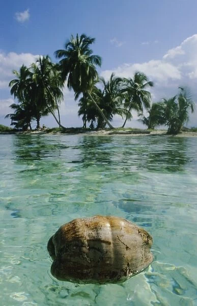 Coconut Tree, (Cocos nucifera), Natural Seed Dispersal, Barrier Reef, Belize, Central America