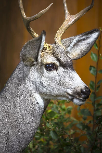 Cody Wyoming. Close up of a mule deer