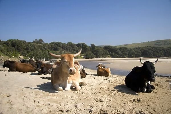 Coffee Bay, Transkye, South Africa. Some cows relax in the sun on a quiet beach