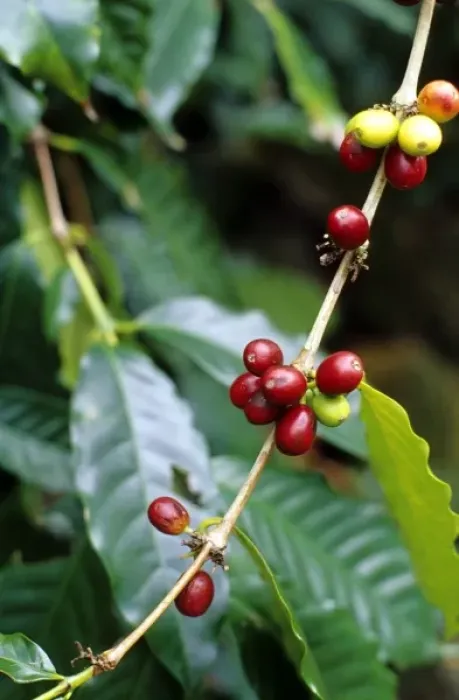 Framed Print : Coffee beans on the plant on the island of Kauai, Hawaii