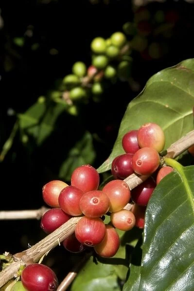 Coffee berries grow on a coffea arabica plantation in San Rafael de Heredia, Costa Rica
